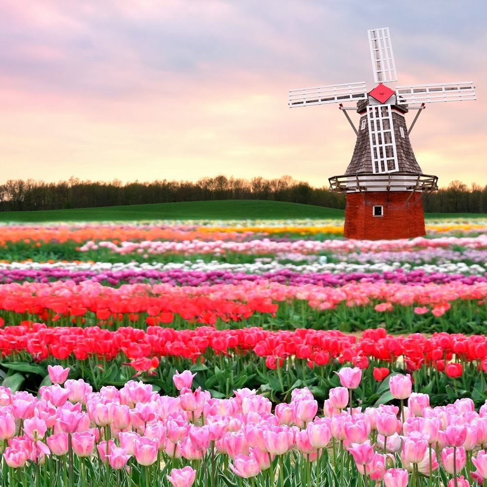 1.Keukenhof1